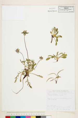 <a href="https://brmas.openmuseum.tw/muse/digi_object/bbde3ef93b81ca448ad33ae0126417a5" target="_blank">玉山山蘿蔔／中央研究院生物多樣性研究博物館植物標本館 (HAST)</a>