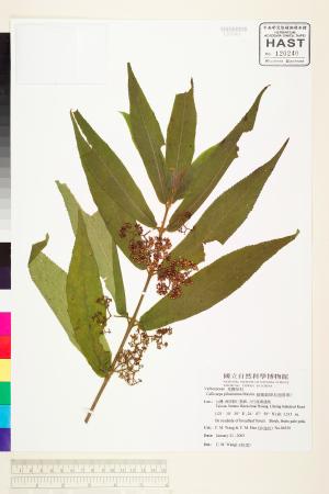 <a href="https://brmas.openmuseum.tw/muse/digi_object/bbe9305129ba52775aa02a0ff614b671" target="_blank">細葉紫珠(紅面將軍)／中央研究院生物多樣性研究博物館植物標本館 (HAST)</a>