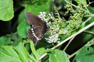 玉帶鳳蝶 @ Papilio polytes pasikrates_台北陽明山