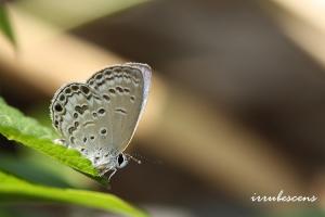 <a href="https://taieol.tw/muse/digi_object/922ef9196a5823bf13d7e0a5c533dc49" target="_blank">綺灰蝶／By：台灣蝴蝶保育學會／台灣蝴蝶保育學會</a>
