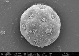 <a href="https://ntm-naturearchive.openmuseum.tw/muse/digi_object/dd6ae743effe54bacf14ba4351a06dae" target="_blank">卷耳屬／國立臺灣博物館</a>