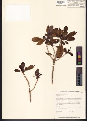 <a href="https://brmas.openmuseum.tw/muse/digi_object/bc1158c8fd8eb157d4fd8a274048ecc5" target="_blank">Coprosma／中央研究院生物多樣性研究博物館植物標本館 (HAST)</a>