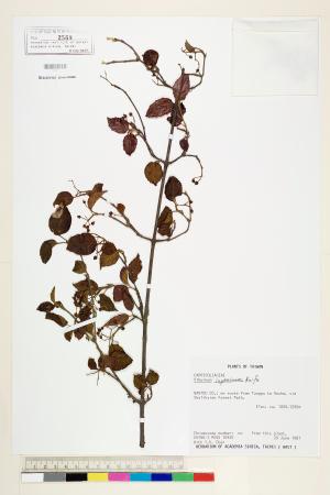 <a href="https://brmas.openmuseum.tw/muse/digi_object/bc232041c8917b0a0844352656926bd1" target="_blank">呂宋莢蒾／中央研究院生物多樣性研究博物館植物標本館 (HAST)</a>