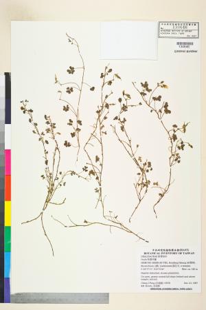 <a href="https://brmas.openmuseum.tw/muse/digi_object/bc2b9e8c0433c98d6354126ba256c153" target="_blank">酢醬草屬／中央研究院生物多樣性研究博物館植物標本館 (HAST)</a>