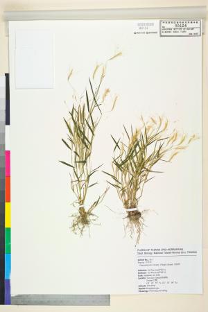 <a href="https://brmas.openmuseum.tw/muse/digi_object/bc2cdd6b5ed5a40ac6bcde2bd28fb523" target="_blank">金絲草／中央研究院生物多樣性研究博物館植物標本館 (HAST)</a>