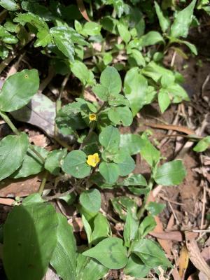 <a href="https://taieol.tw/muse/digi_object/35191005c44ddfa19df7c87e42962d2b" target="_blank">小茄／By：yuhungni／iNaturalist</a>