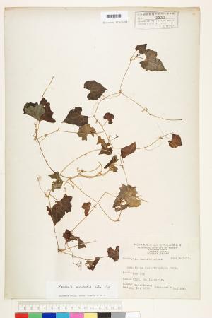 <a href="https://brmas.openmuseum.tw/muse/digi_object/bc5a5ade58dc4d2556fc35a18628ce79" target="_blank">黑果馬㼎兒／中央研究院生物多樣性研究博物館植物標本館 (HAST)</a>
