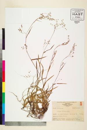 <a href="https://brmas.openmuseum.tw/muse/digi_object/bc5d86c5201a2fcc7c874df59686f416" target="_blank">中國地楊梅／中央研究院生物多樣性研究博物館植物標本館 (HAST)</a>