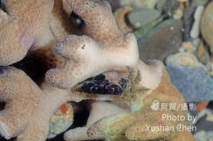 <a href="https://taieol.tw/muse/digi_object/fb48e6f0709aac108a544c20c774cf83" target="_blank">黑點綠蟹／By：陳育賢／陳育賢</a>
