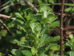 <a href="https://taieol.tw/muse/digi_object/29a19aff6f02c031a1ef9f737ac16fd4" target="_blank">牡蒿／By：leaf0605／iNaturalist</a>