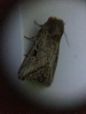 <a href="https://taieol.tw/muse/digi_object/ac78538865c90aa6817972de9eb1ec65" target="_blank">Sesamia submarginalis／By：remco／iNaturalist</a>