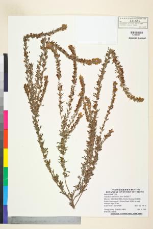 <a href="https://brmas.openmuseum.tw/muse/digi_object/bc6d520fc4b2fd71ccae6a5efdc511e3" target="_blank">華胡枝子／中央研究院生物多樣性研究博物館植物標本館 (HAST)</a>