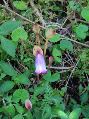<a href="https://taieol.tw/muse/digi_object/358c1315861a91dd96410838769e61ca" target="_blank">野菰／By：naturalist14740／iNaturalist</a>