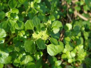 齒葉矮冷水麻 Pilea peploides var. major