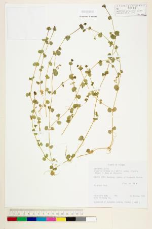 <a href="https://brmas.openmuseum.tw/muse/digi_object/bc93c620a8175738783350ea75c16ff1" target="_blank">荷蓮豆草／中央研究院生物多樣性研究博物館植物標本館 (HAST)</a>