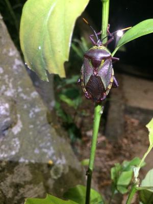 <a href="https://taieol.tw/muse/digi_object/1fa9b439aad004963071dde848841155" target="_blank">碩蝽／By：briwallace／iNaturalist</a>
