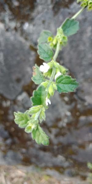 <a href="https://taieol.tw/muse/digi_object/b94b7d70efecfe283ffba8db37b4be5e" target="_blank">白花草／By：hua5／iNaturalist</a>