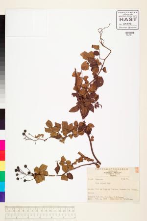 <a href="https://brmas.openmuseum.tw/muse/digi_object/bcc7f22fd75b8045dc9af3191072a872" target="_blank">太魯閣薔薇／中央研究院生物多樣性研究博物館植物標本館 (HAST)</a>