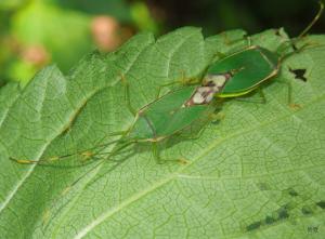 Urostylis sp.橘邊嬌異椿