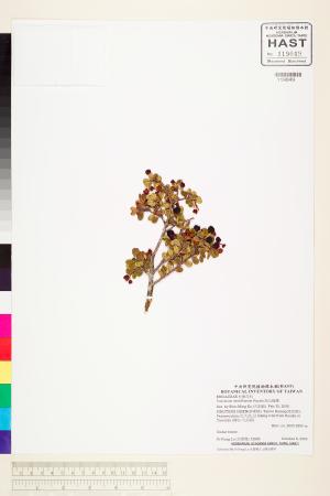 <a href="https://brmas.openmuseum.tw/muse/digi_object/bccd101ee537d648582e190a2bc71287" target="_blank">高山越橘／中央研究院生物多樣性研究博物館植物標本館 (HAST)</a>