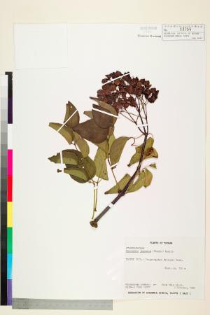 <a href="https://brmas.openmuseum.tw/muse/digi_object/bccee1b442906a82007d220044accc86" target="_blank">野鴨椿／中央研究院生物多樣性研究博物館植物標本館 (HAST)</a>