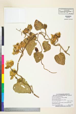 <a href="https://brmas.openmuseum.tw/muse/digi_object/bcd3d446e69008c72ea66dffa4516d21" target="_blank">盒果藤／中央研究院生物多樣性研究博物館植物標本館 (HAST)</a>