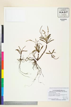 <a href="https://brmas.openmuseum.tw/muse/digi_object/bcf86b5c0d82e01c06614f4ae871dfbd" target="_blank">羞花蘭／中央研究院生物多樣性研究博物館植物標本館 (HAST)</a>