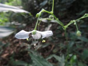 <a href="https://taieol.tw/muse/digi_object/8d97763fd3d8c39b104bd9a4f3615344" target="_blank">毛果竹葉菜／By：naturalist14740／iNaturalist</a>