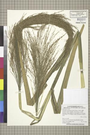 <a href="https://brmas.openmuseum.tw/muse/digi_object/bd16e92cc585e40c10e6120cf19b7609" target="_blank">類蘆／中央研究院生物多樣性研究博物館植物標本館 (HAST)</a>