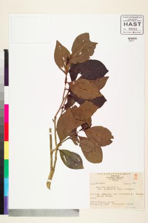 <a href="https://brmas.openmuseum.tw/muse/digi_object/bd20f69e194afa4b715fb2286f8d3e33" target="_blank">茶屬／中央研究院生物多樣性研究博物館植物標本館 (HAST)</a>