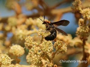 <a href="https://taieol.tw/muse/digi_object/e1a604545fe2231be9fd6c7dcb050437" target="_blank">Scolia clypeata／By：chinaberryhuang／iNaturalist</a>