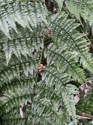 <a href="https://taieol.tw/muse/digi_object/8bf1befb4d4f6b4c98329fc92da9cd8c" target="_blank">稀子蕨／By：oak123／iNaturalist</a>
