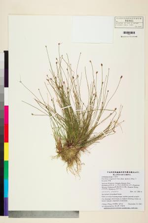 <a href="https://brmas.openmuseum.tw/muse/digi_object/bd3d0115f39af6946cc3e56fa807cf68" target="_blank">針藺／中央研究院生物多樣性研究博物館植物標本館 (HAST)</a>