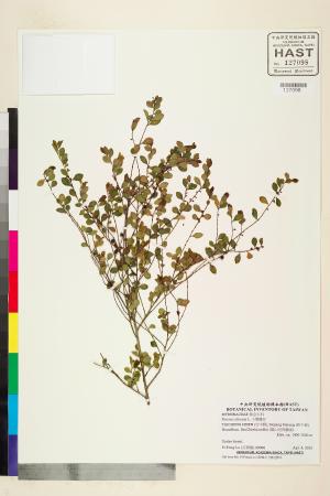 <a href="https://brmas.openmuseum.tw/muse/digi_object/bd45135e440a16ac053d82daaa8b911a" target="_blank">小葉鐵仔／中央研究院生物多樣性研究博物館植物標本館 (HAST)</a>