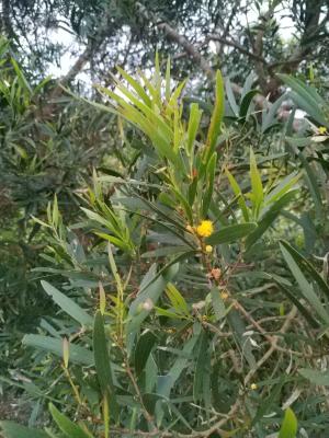 <a href="https://taieol.tw/muse/digi_object/00b5f16b241c5ae20b892f03c8bdcdeb" target="_blank">相思樹／By：with44／iNaturalist</a>