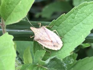 <a href="https://taieol.tw/muse/digi_object/8cdac5995a02afb0c7fff258562e6ff0" target="_blank">薄椿象／By：lijeanliao／iNaturalist</a>