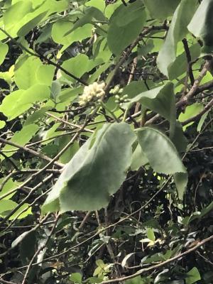 <a href="https://taieol.tw/muse/digi_object/667b2e03ad998a2c1ddb9709aa1b12c6" target="_blank">破布烏／By：zoechung／iNaturalist</a>