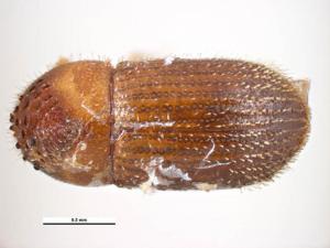 Hypothenemus birmanus (Eichhoff, 1878) 緬甸果小蠹