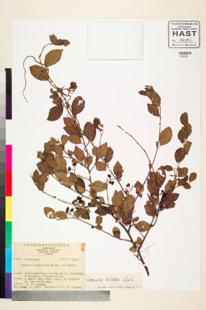 <a href="https://brmas.openmuseum.tw/muse/digi_object/bd8961a3fe449e3d487ef1becdd09cba" target="_blank">厚葉捕魚木／中央研究院生物多樣性研究博物館植物標本館 (HAST)</a>
