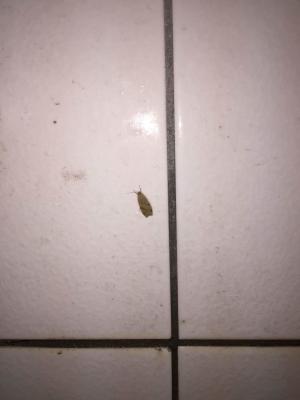 <a href="https://taieol.tw/muse/digi_object/d2acc97894e64317f44840dd2b00c14e" target="_blank">Mithuna arizana／By：doggy0406／iNaturalist</a>