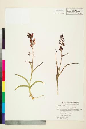 <a href="https://brmas.openmuseum.tw/muse/digi_object/bd9be1d21688ce369557052cd3864554" target="_blank">台灣藜蘆／中央研究院生物多樣性研究博物館植物標本館 (HAST)</a>
