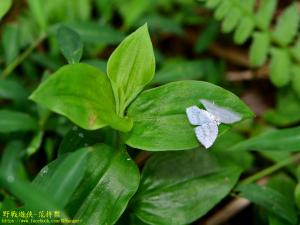 <a href="https://taieol.tw/muse/digi_object/e329c4411b017573ebbd640cee843e89" target="_blank">波帶白鉤蛾／By：kinmatsu／iNaturalist</a>