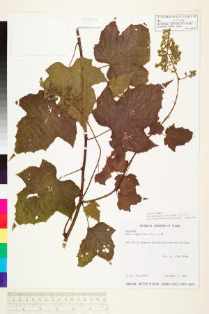 <a href="https://brmas.openmuseum.tw/muse/digi_object/bdbc4dc3845330e39b3441af9e510db5" target="_blank">高梁泡／中央研究院生物多樣性研究博物館植物標本館 (HAST)</a>