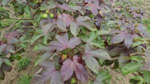<a href="https://taieol.tw/muse/digi_object/2c1ba2c601114460f52b0f60dd201d28" target="_blank">紅葉麻瘋樹／By：lily2020／iNaturalist</a>
