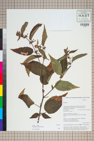 <a href="https://brmas.openmuseum.tw/muse/digi_object/bdeafbcdd342663ef291592df9535459" target="_blank">臭垂桉草／中央研究院生物多樣性研究博物館植物標本館 (HAST)</a>