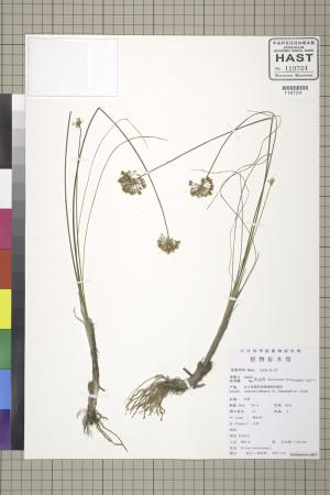 <a href="https://brmas.openmuseum.tw/muse/digi_object/bdf5bb5026acb161103c7042be3929d0" target="_blank">蔥屬／中央研究院生物多樣性研究博物館植物標本館 (HAST)</a>