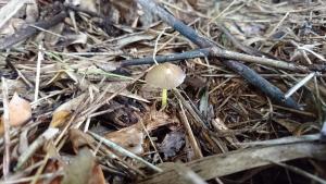 Mycena aff. epipterygia(黃柄小菇之相似種)