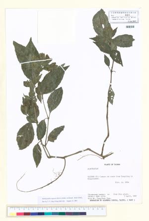 <a href="https://brmas.openmuseum.tw/muse/digi_object/be09bf77a3491932005d4976df2bfd94" target="_blank">半插花屬／中央研究院生物多樣性研究博物館植物標本館 (HAST)</a>
