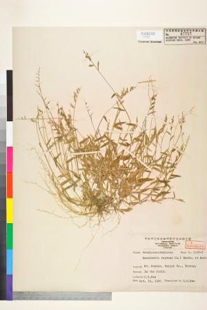<a href="https://brmas.openmuseum.tw/muse/digi_object/be25b0e0bb2825e7ecfe0da43955e0a9" target="_blank">尾桴草／中央研究院生物多樣性研究博物館植物標本館 (HAST)</a>