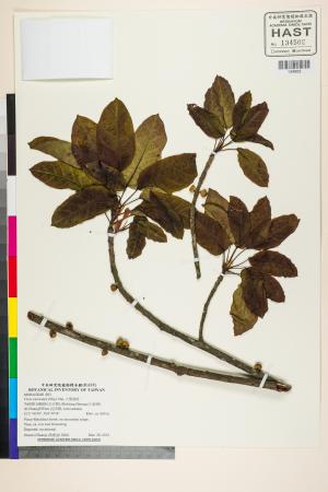 <a href="https://brmas.openmuseum.tw/muse/digi_object/be2eed7db85e75adc64e182809dfafa0" target="_blank">大葉雀榕／中央研究院生物多樣性研究博物館植物標本館 (HAST)</a>